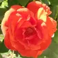 آستریایی در دانمارک