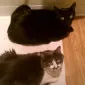 PerfuMEOW