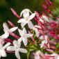indolicjasmine