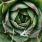 Verrucosa
