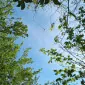 intheforest