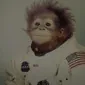IssaRaccoon