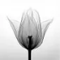 دِچْبُرد