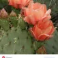 دی‌کاسبی بیست‌وسه