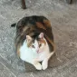 Marissalll
