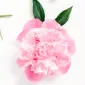 Quitteriealarose