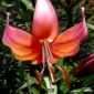 Flora55