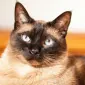 LuckiestCat