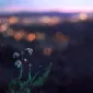 Faeriecoma