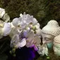 بلومای‌هاید