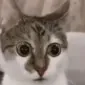 Lurkingclass