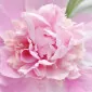 Blushpinkpeonies