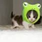 پیپی وان