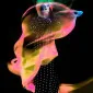 Neon.like