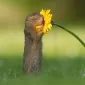 mhobol
