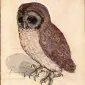 aditu
