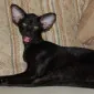 VanillaTabbyCat1963