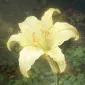 KimLilly