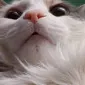 teebear