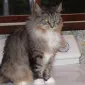 mocha43