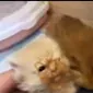 SleepyHaed