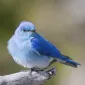 bovogie