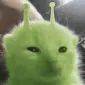 galaxykat