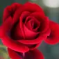 perfumeloverforever
