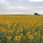 girasole638