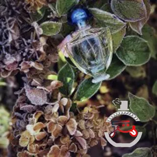 Guerlain Shalimar Parfum Initial L'Eau Guerlain