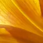مون‌ترِئال‌گِرل