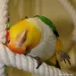 گرین‌پیستاچیو