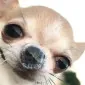 Rirysoq
