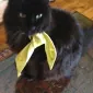 finnybunnycat