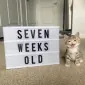 Olivertitus