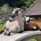 Jisonborn