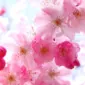 گَلس‌ژولز