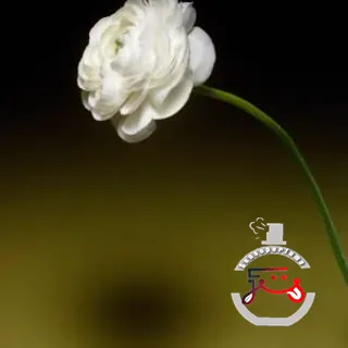 Fava Selvagem Tania Bulhões