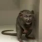 فرِیگرَنس کینگ سِی‌وان