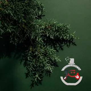 Green Cedar Abel