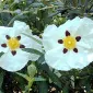آی. دی. آدام