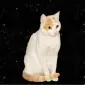 گودبه