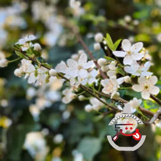 Fleur de Lalita Parfums Dusita