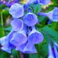 dewyblue