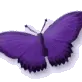 میس‌لولا