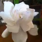 جِی‌اِس‌بی چهل‌ویک