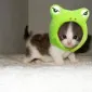 catinfroghat