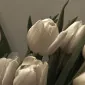 leovenus