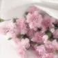 Sugarednotes