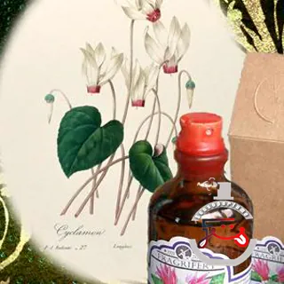 Cyclamen Fragrifert Parfumeur